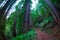 Fish eye view of a path through huge sequoia trees