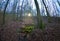 Fish eyeshot of mossy trees in the forest highlighted by sunlight on the background