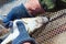 Fish farm workers hands extracting sturgeon caviar from an adult fish with extractors preserving the life of producers