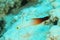 Fish - Fire goby