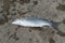 Fish,Flathead mullet, Grey mullet, Striped mullet