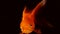 The fish float in the water column. Single adult goldfish with fins floating in fishbowl. Isolated on black background