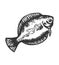 Fish flounder sketch isolated animal object black
