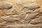 fish fossils preserved in sandstone