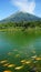 Fish,green, water, mount and blue sky from embung kledung central java