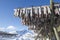 Fish hang on drying rack in Norwegian fishery