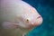 Fish head (Giant) Gourami Albino in water