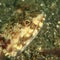 Fish - head of Reef lizardfish