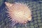Fish-hedgehog close-up. Needle sea fish ball - blowfish