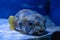 Fish hedgehog lies on the sand in a marine aquarium