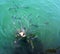 Fish herd eating bread in water