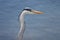 Fish heron at rhine river in Germany