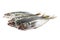 Fish horse mackerel