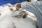 Fish in ice in supermarket with male workers hands keeping fish for preservation