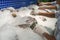 Fish in ice in supermarket with male workers hands keeping fish for preservation