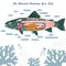 Fish internal organs Vector Art diagram Anatomy with Labels