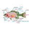 Fish internal organs Vector Art diagram Anatomy with Labels