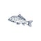 Fish, isolated common carp hand drawn sketch icon