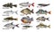 Fish isolated set, collection