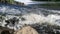 Fish jumping out of water, trying to get over dam in fast-flowing river