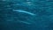 Fish keeltail needlefish underwater Pacific ocean