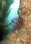 Fish, kelp and coral Anacapa Island,California