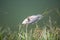 Fish killed by pollution floating on the river