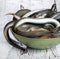 Fish lamprey