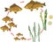 Fish life cycle. Sequence of stages of development of Crucian carp Carassius freshwater fish