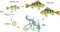 Fish life cycle. Sequence of stages of development of perch Perca fluviatilis freshwater fish