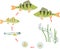 Fish life cycle. Sequence of stages of development of perch Perca fluviatilis freshwater fish