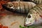 Fish market- Sand steenbras (Lithognathus mormyrus)