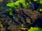 Fish in the mirror-clear lake water. Israel. Rosh ha hain.