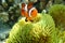 Fish nemo clown wildlife cute baby wild animal underwather dive snorkeling fish Amazing