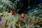 Fish nemo clown wildlife cute baby wild sea snorkeling dive underwater