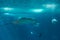 Fish in oceanarium in blue depth water