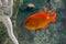 Fish in oceanarium in blue depth water