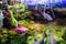 Fish in open aquarium surrounded by plants and moss