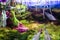 Fish in open aquarium surrounded by plants and moss