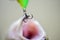 Fish open mouth hang on hook. Bait spoon fishing accessory. Fish hook or fishhook is device for catching either by