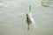 Fish open mouth hang on hook. Fish in trap close up. Bait spoon fishing accessory. Fish hook or fishhook is device for