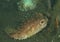 Fish - Orbicular burrfish