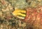 Fish - Paradise whiptail