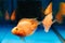 fish parrot red. goldfish swim in the aquarium. exotic marine creatures