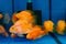 fish parrot red. goldfish swim in the aquarium. exotic marine creatures