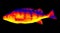 Fish perch close-up in scientific high-tech thermal imager