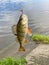 Fish perch hanging on a hook with a worm caught on a fishing trip