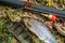 fish perch,roach and bream with old fishing tackle