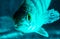 Fish perch swims in the aquarium in blue light