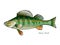 Fish perch vector